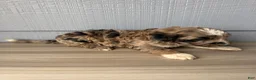 Aussiedoodle dogs for sale: Hoss - Ad 5