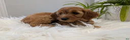 Irish Doodle dogs for sale: Mini Irish Doodle 2 - Ad 3