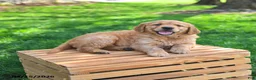 Golden Retriever dogs for sale: Willow  - Ad 2