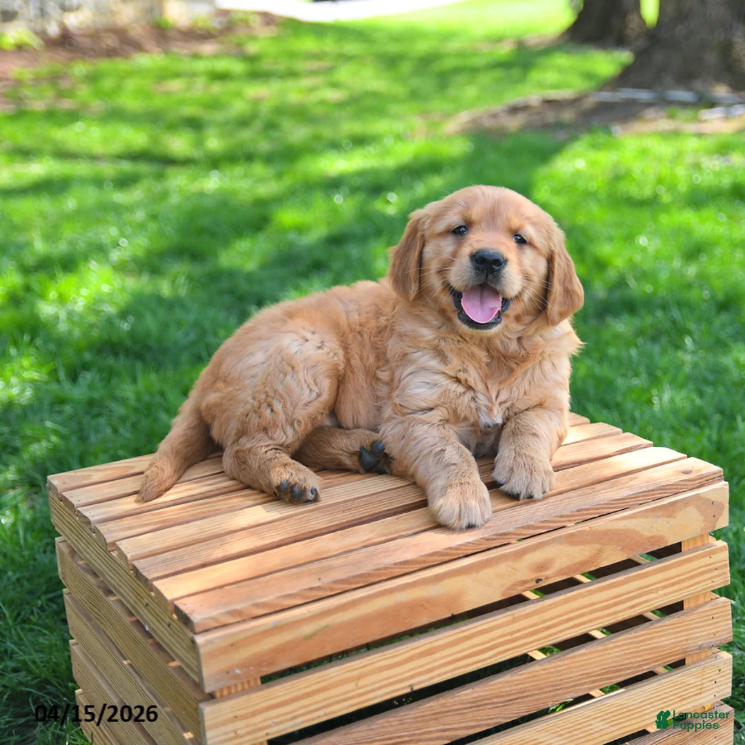 Golden Retriever dogs for sale: Willow  - Ad 2