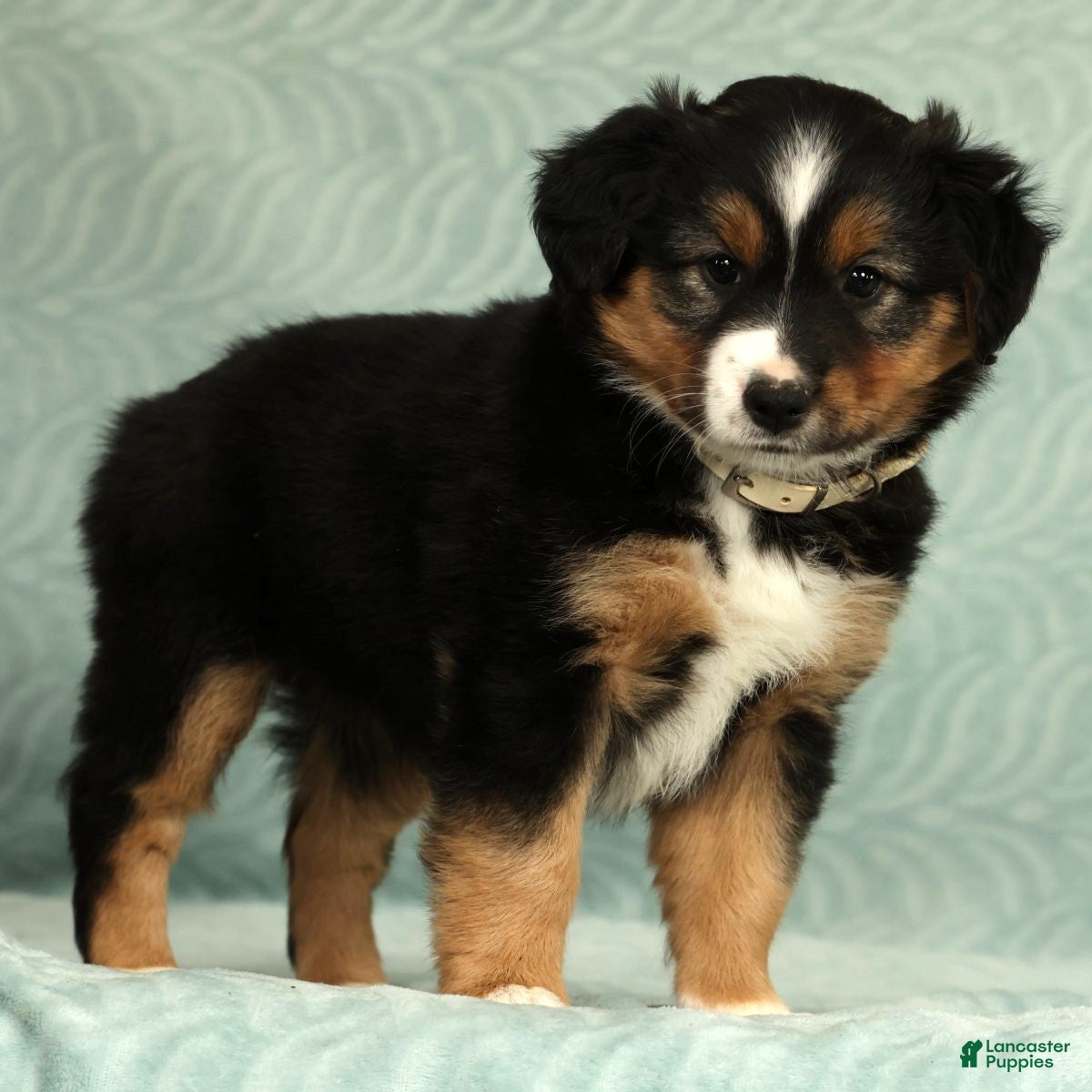 Australian Shepherd dogs for sale: Willow - Ad 4