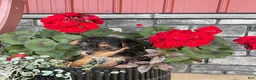 Yorkiepoo dogs for sale: Buttercup - Ad 15