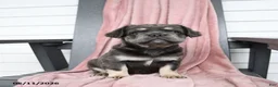 French Bulldog dogs for sale: Hetty - Ad 10