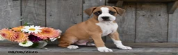 Boxer dogs for sale: Fritz - Ad 3