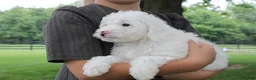Mini Goldendoodle dogs for sale: Toby - Ad 2