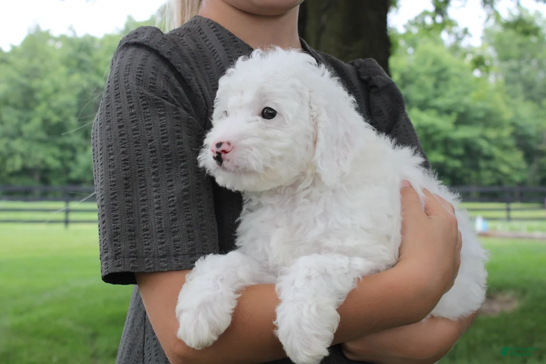 Mini Goldendoodle dogs for sale: Toby - Ad 2