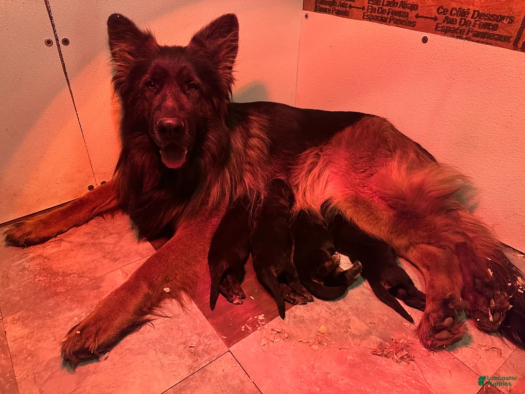 German Shepherd dogs for sale: German Shepherd 1 - Ad 2