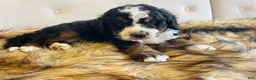 Bernedoodle dogs for sale: Macallan “ Mac”- “Ultra Bernedoodle”  - Ad 2