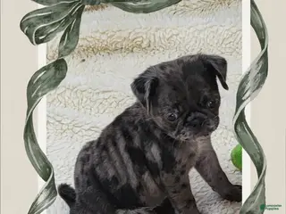 Pug dogs Pug Puppy Boy Orange - Ad 29