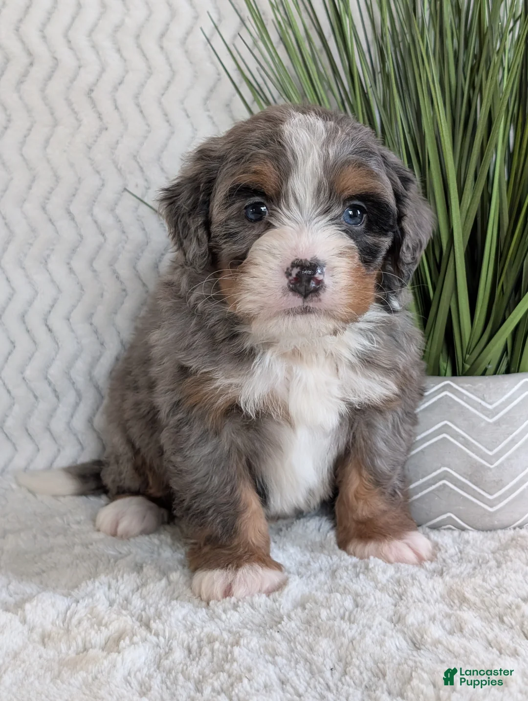 Mini Bernedoodle dogs for sale: Mini Nemo  - Ad 4