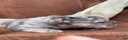 French Bulldog dogs for sale: Pumba - Ad 8