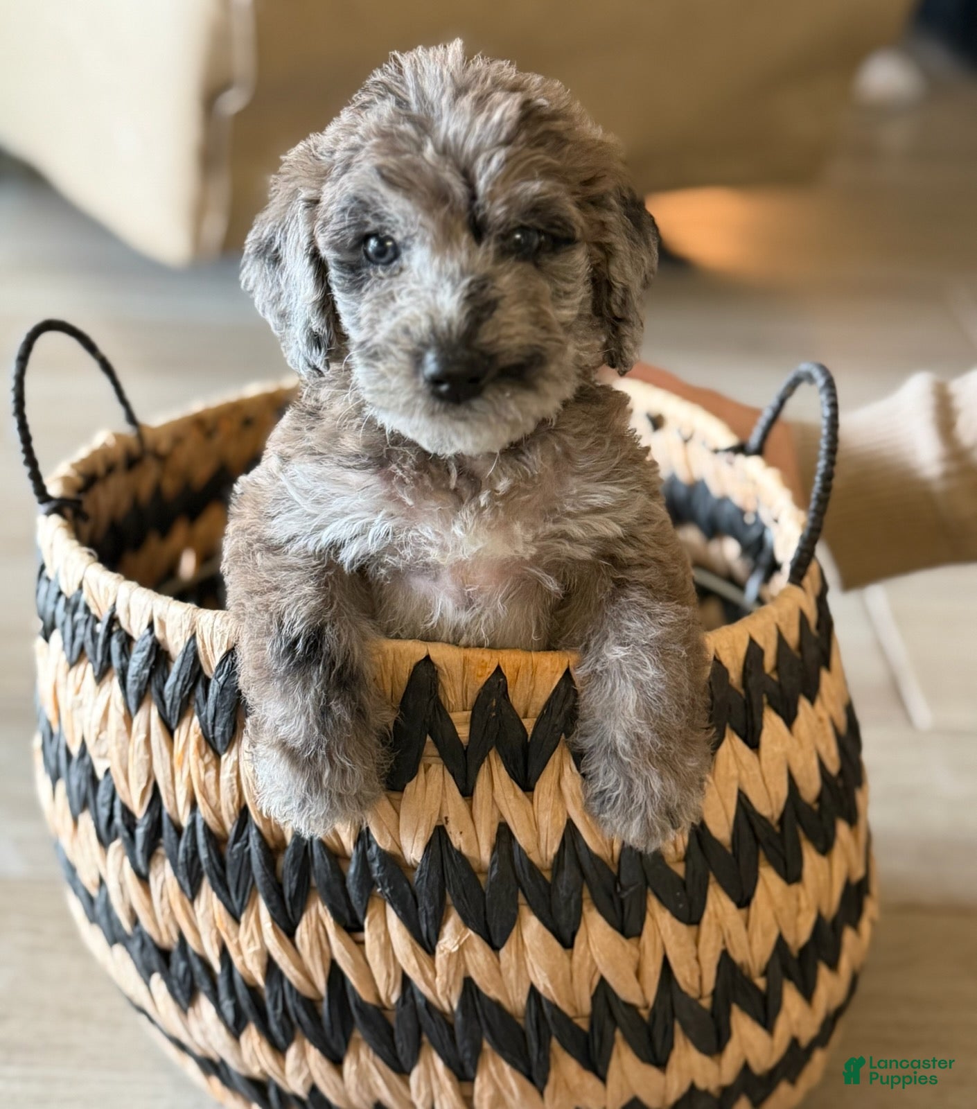 Truffle