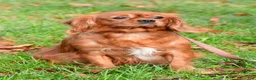 Cavalier King Charles Spaniel dogs for sale: Elmo - Ad 9