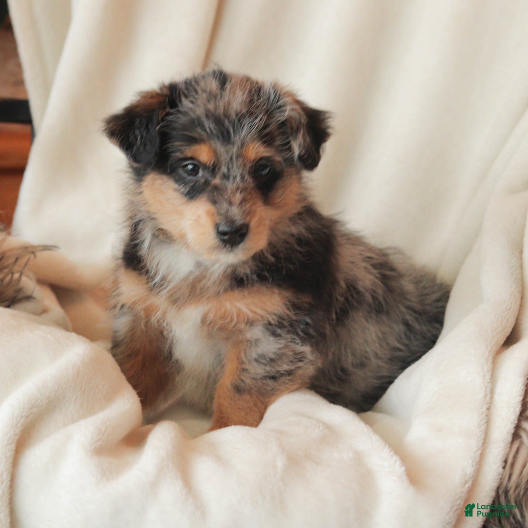 Mixed Breed dogs for sale: Nibbles - Ad 3