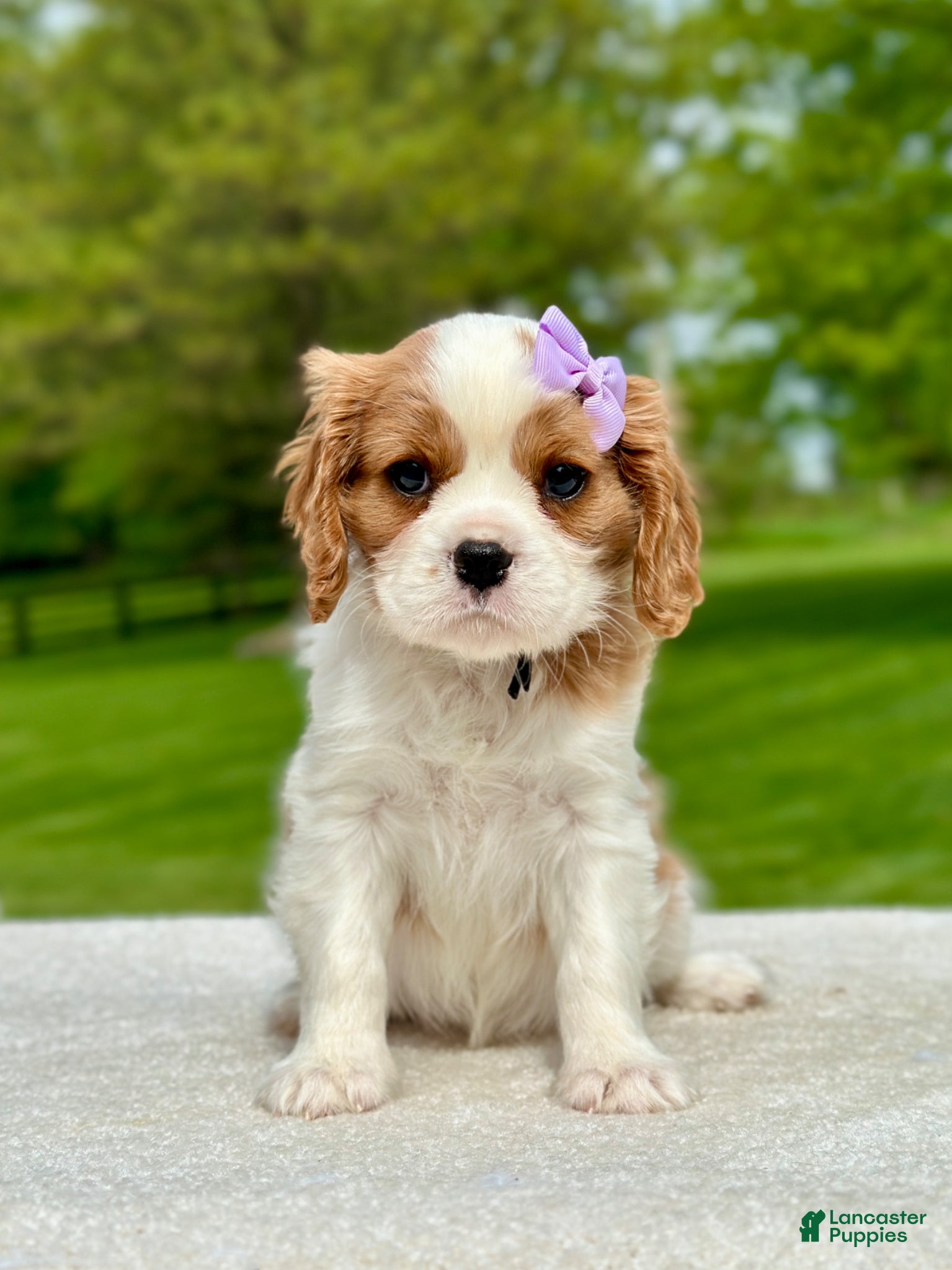 Cavalier King Charles Spaniel dogs Sage - Ad 1