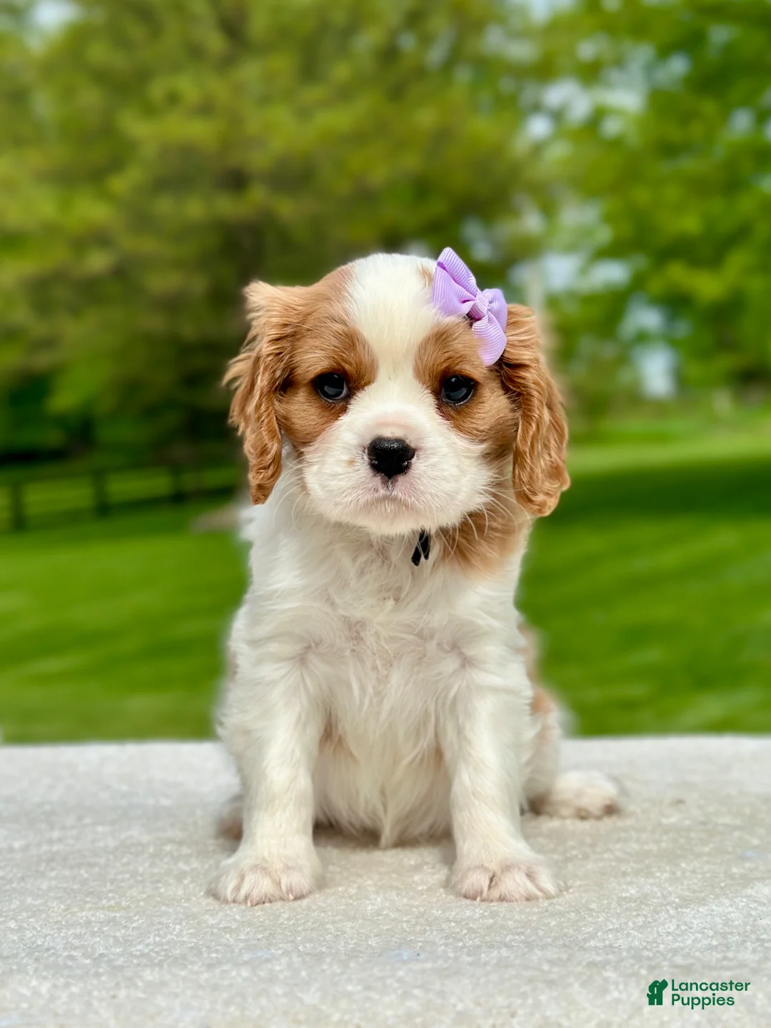 Cavalier King Charles Spaniel dogs for sale: Sage - Ad 1