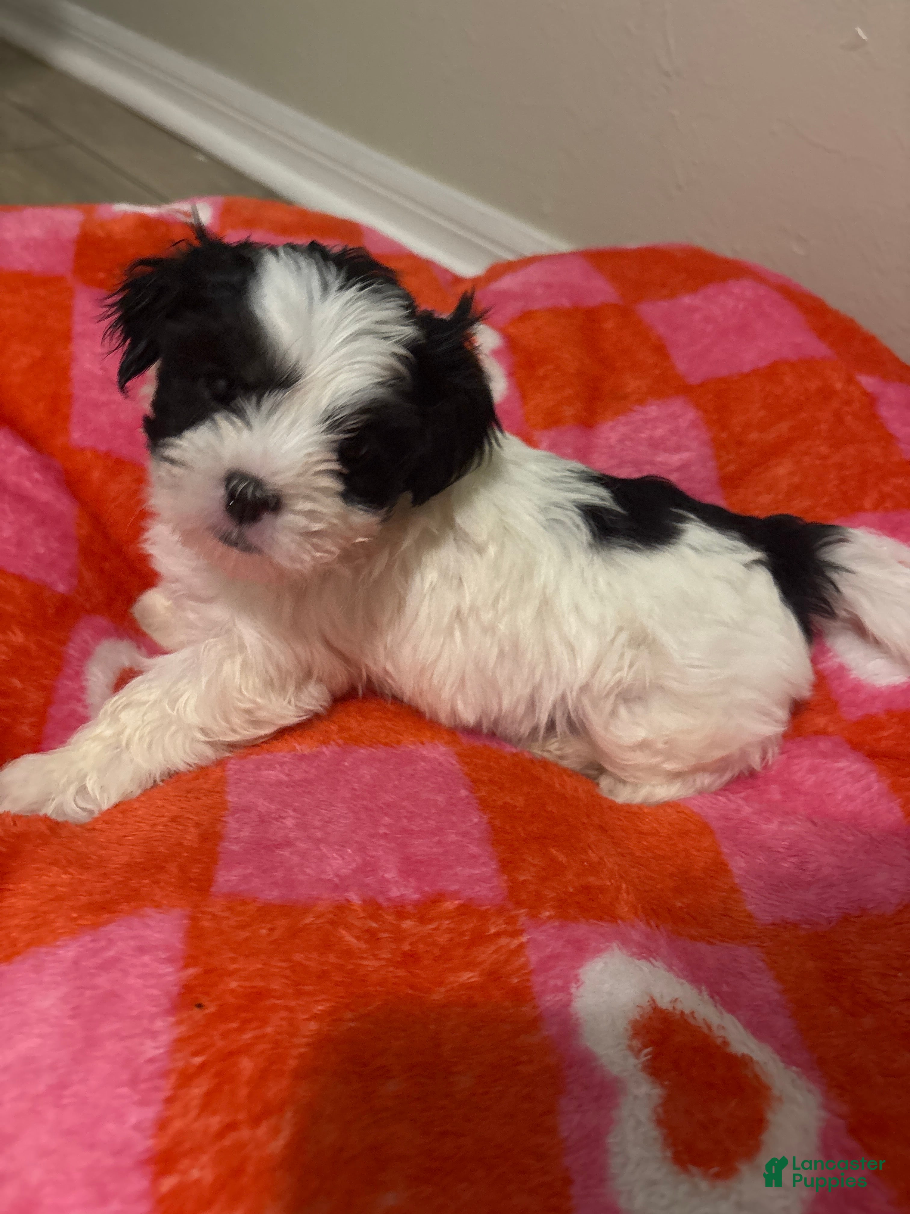 Malshi dogs Jake Big Boy - Ad 12