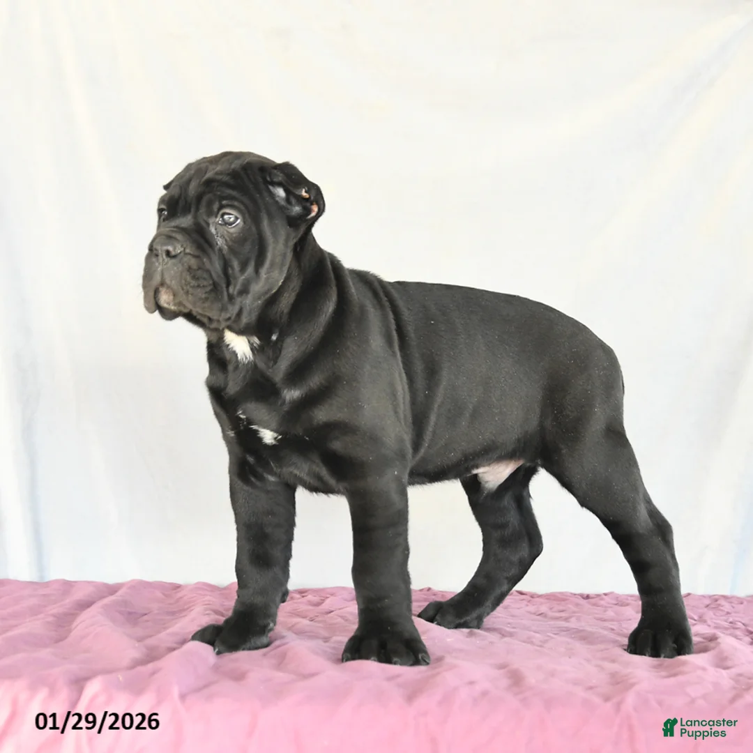 Cane Corso dogs for sale: Miles - Ad 3
