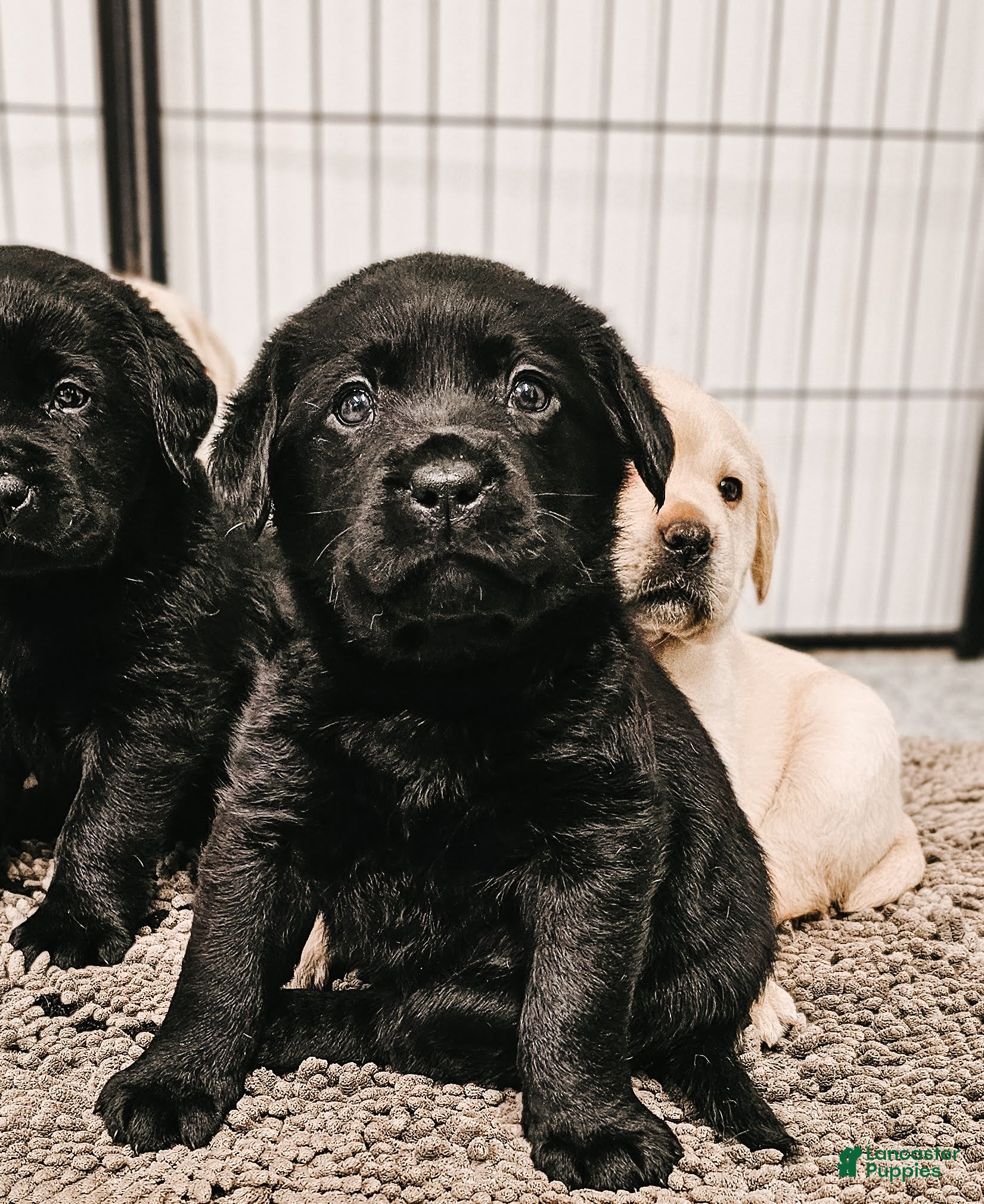 Labrador Retriever dogs Labrador Retriever Puppy 1 - Ad 1