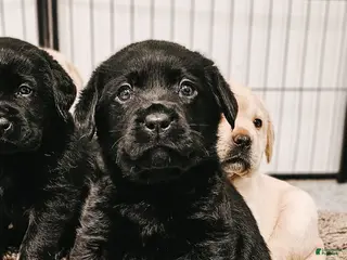 Labrador Retriever dogs for sale: Labrador Retriever Puppy 1 - Ad 1