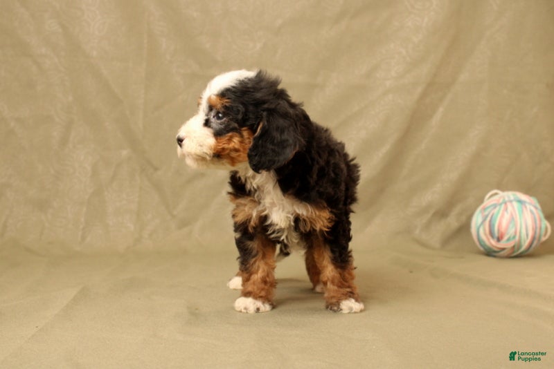 Mini Bernedoodle dogs for sale: Billy - Ad 4