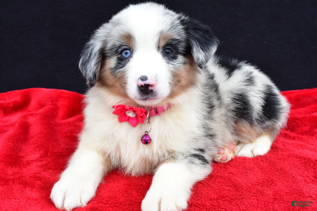 Miniature Australian Shepherd dogs for sale: Ozzy  - Ad 1
