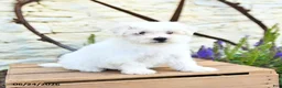 Mixed Breed dogs for sale: Opal - Ad 3