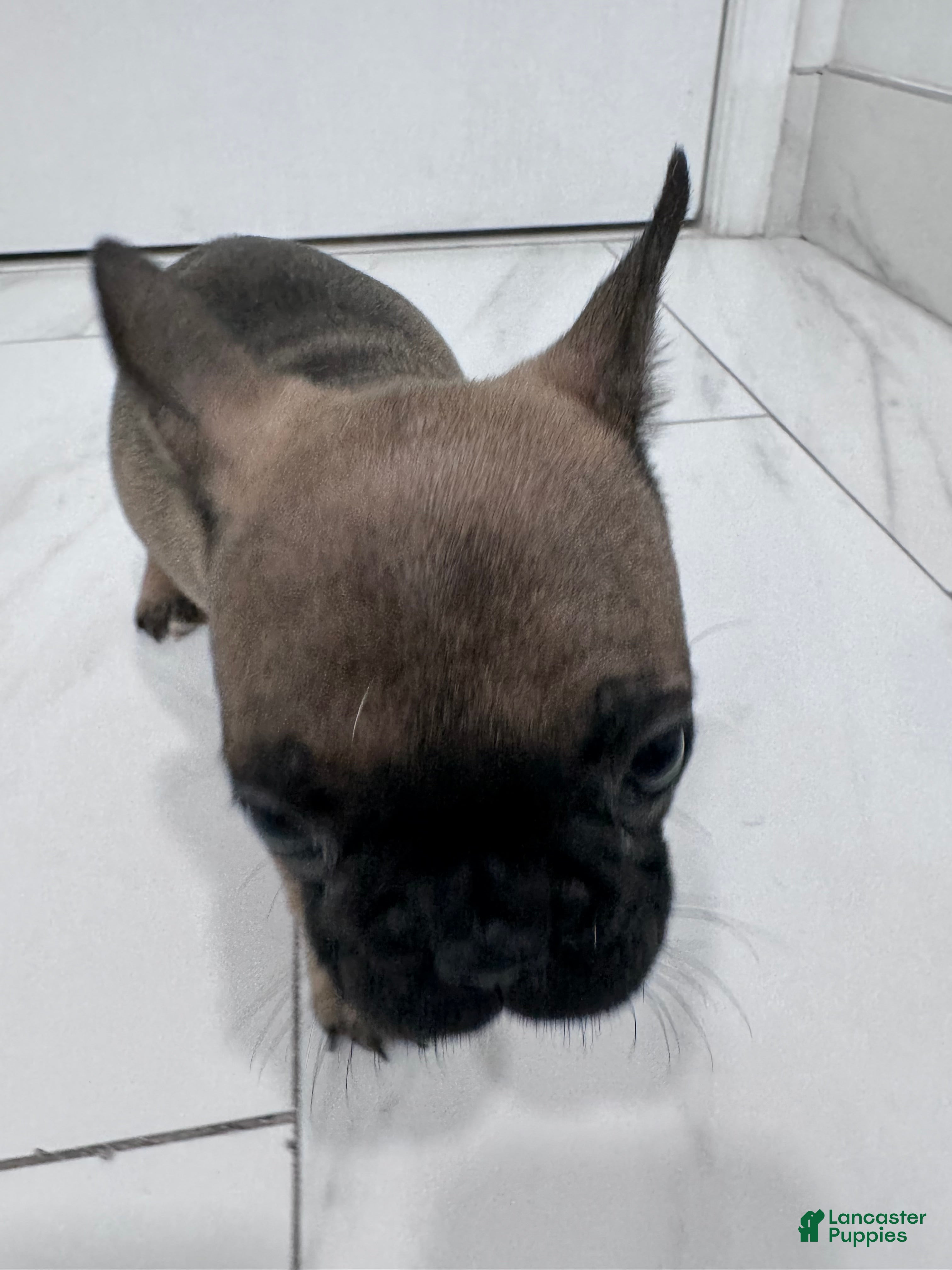 French Bulldog dogs French Bulldog Puppy 3 (REHOUSED)  - Ad 32