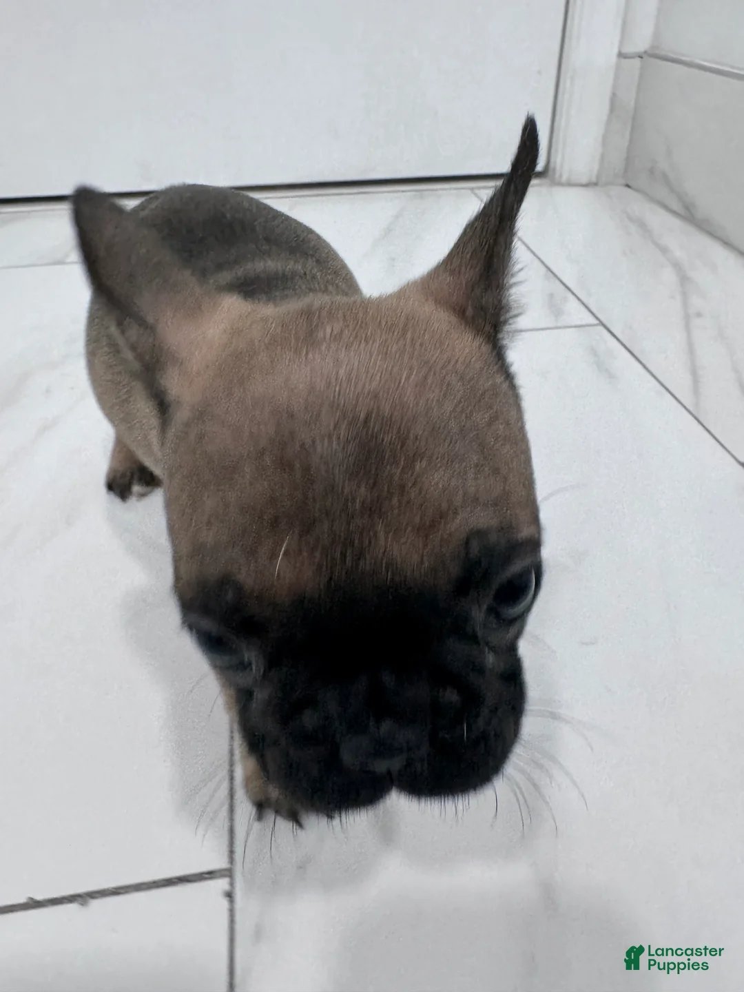 French Bulldog dogs for sale: French Bulldog Puppy 3 (REHOUSED)  - Ad 1