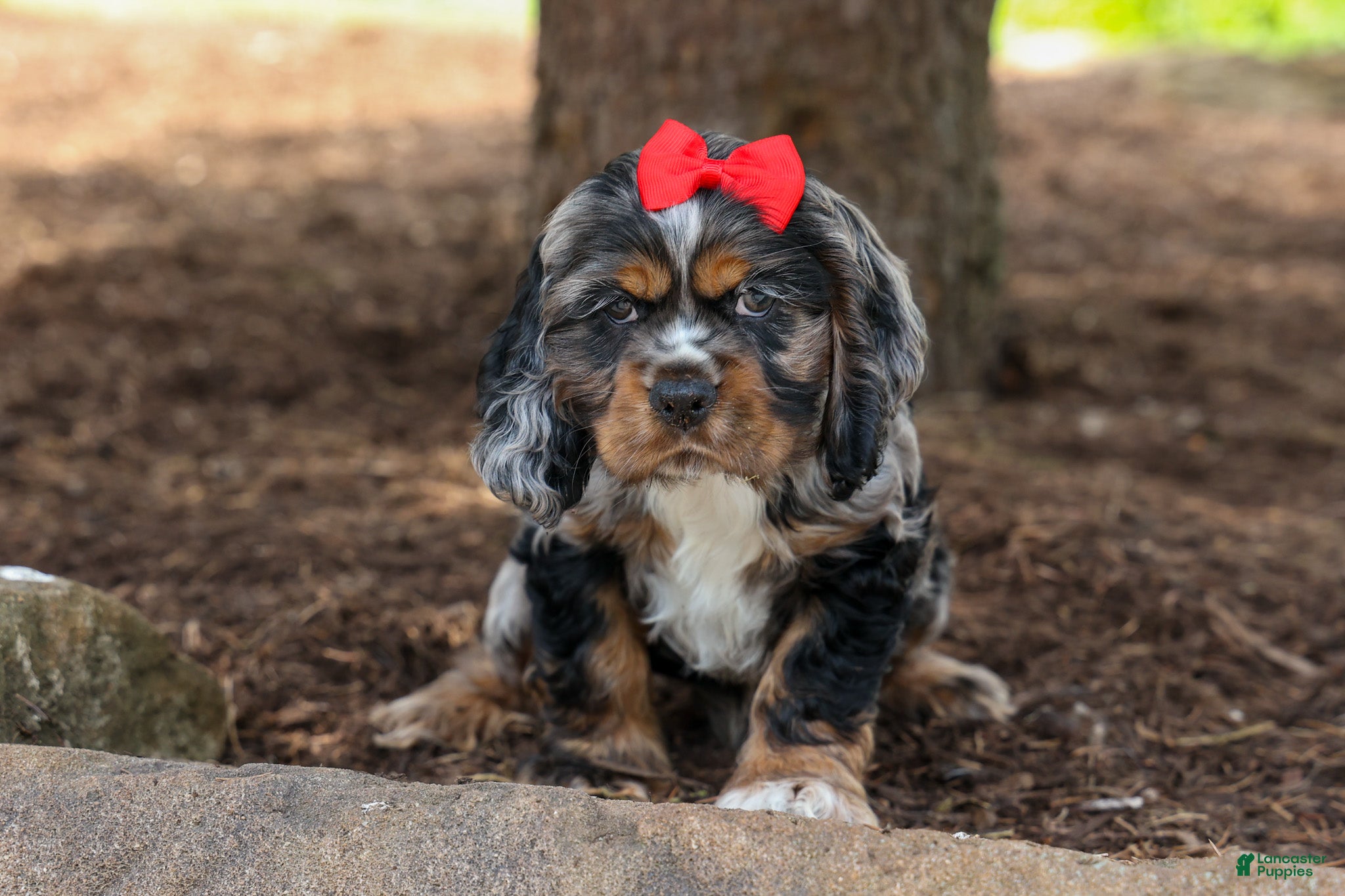 Cocker Spaniel dogs Brunson 🐶💙 - Ad 2