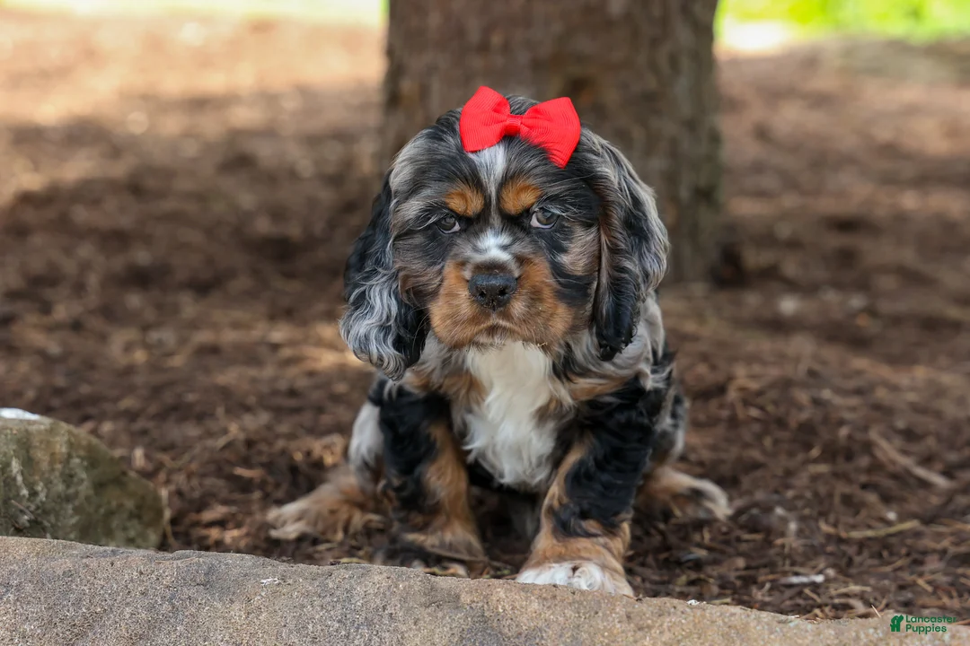 Cocker Spaniel dogs for sale: Brunson 🐶💙 - Ad 2