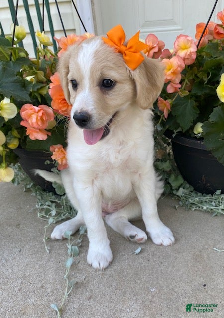 Eskipoo dogs Sugar - Ad 1