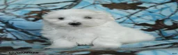 Maltese dogs for sale: Pebbles - Ad 2