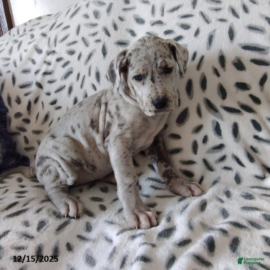 Great Dane dogs for sale: Kristy - Ad 1