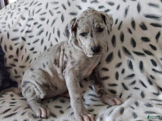 Great Dane dogs Kristy - Ad 32