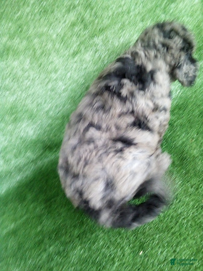 Goldendoodle dogs A J - Ad 2
