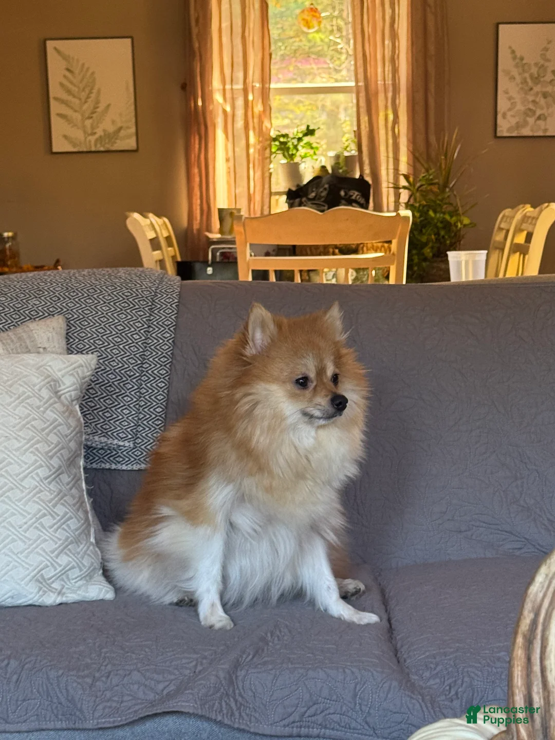 Pomeranian dogs for sale: Rusty - Ad 3