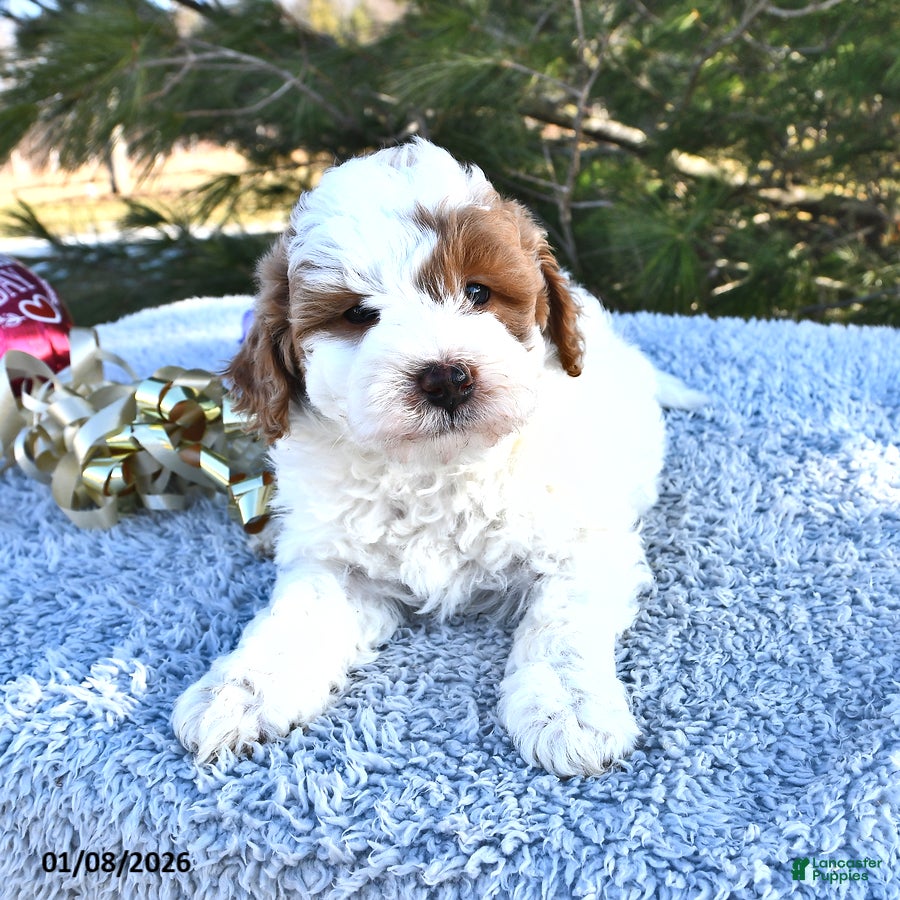 Mini Goldendoodle dogs Penny - Ad 42