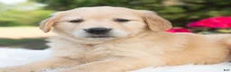 Golden Retriever dogs for sale: Bonnie  - Ad 2
