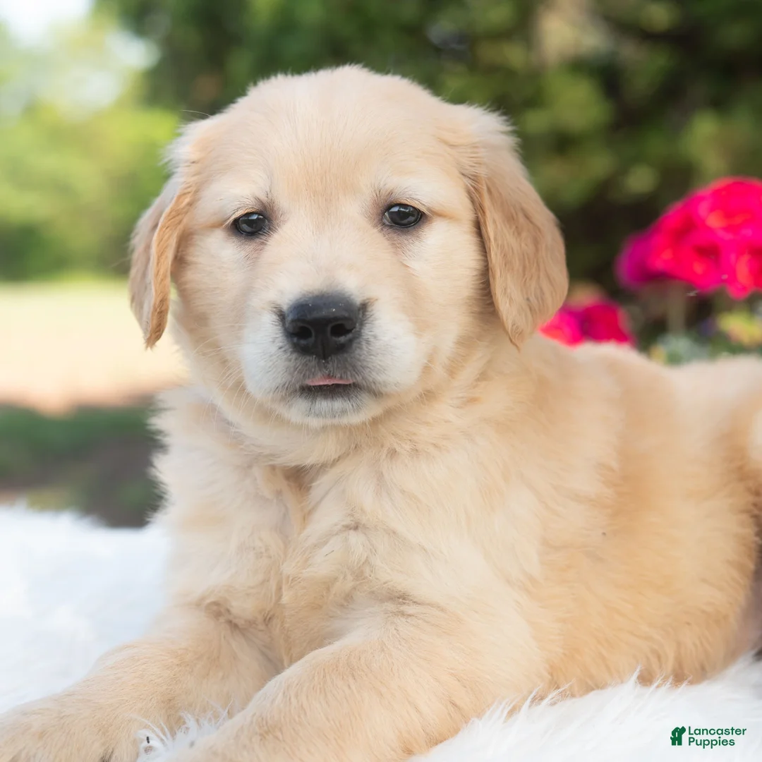 Golden Retriever dogs for sale: Bonnie  - Ad 2