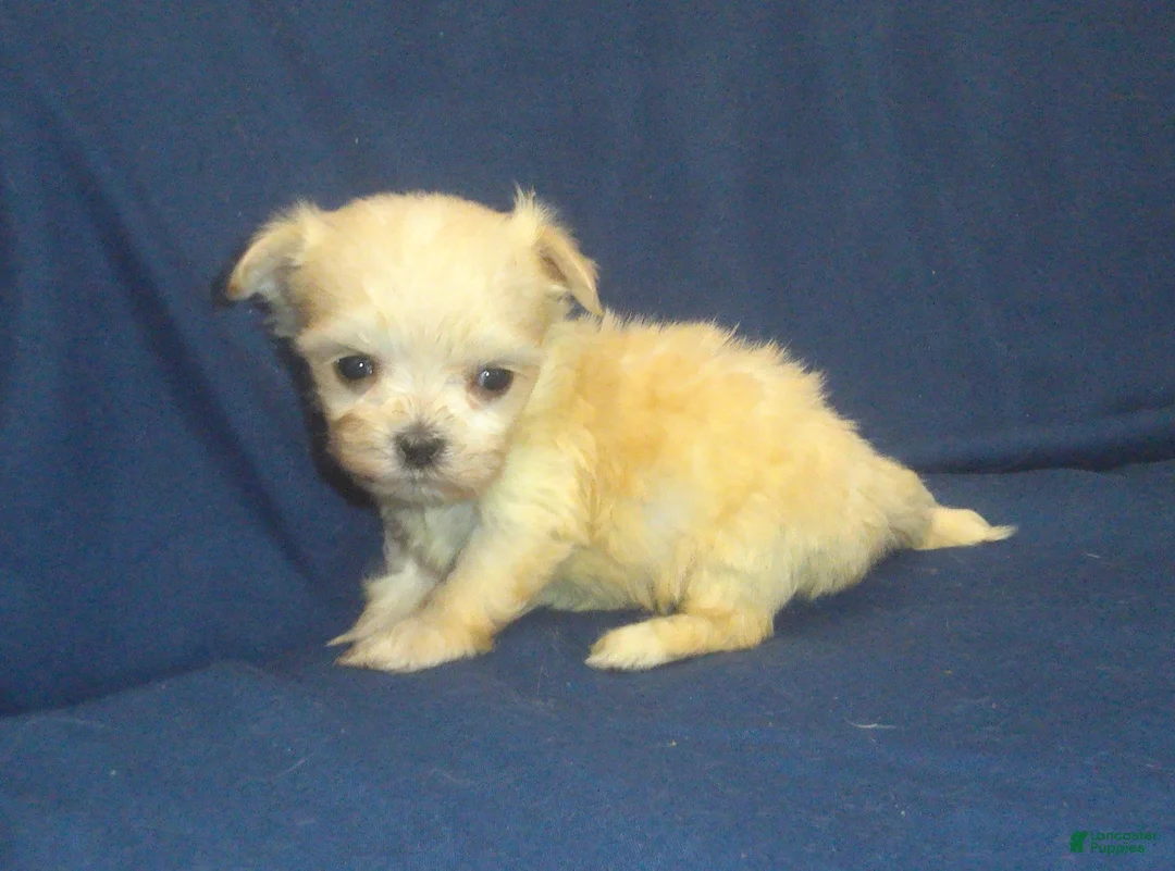 Maltipoo dogs for sale: Polly (teacup) - in home raised, no-shed, great for apartments - Ad 2