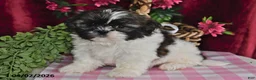 Shih Tzu dogs for sale: Alexis - Ad 3