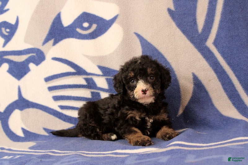 Mini Bernedoodle dogs Emmery - Ad 1