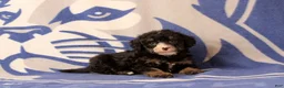 Mini Bernedoodle dogs for sale: Emmery - Ad 1