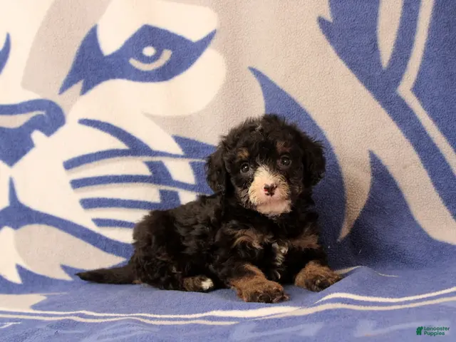 Mini Bernedoodle dogs for sale: Emmery - Ad 1