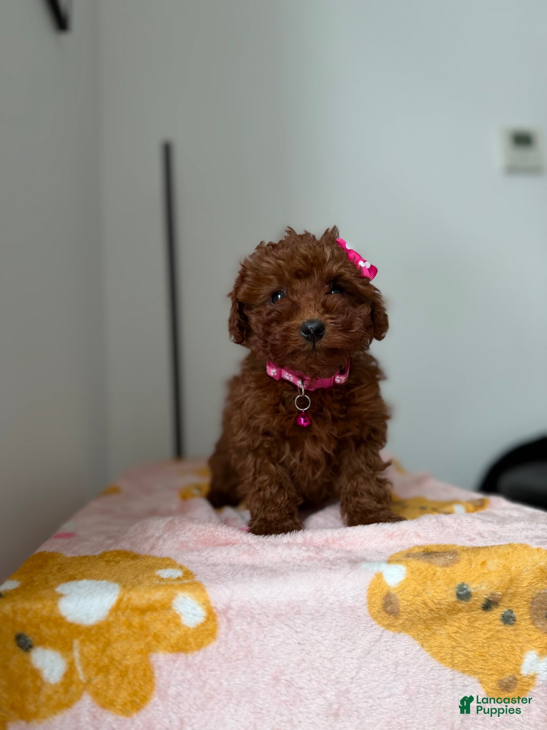 Toy Poodle dogs for sale: Tiffany - Ad 3