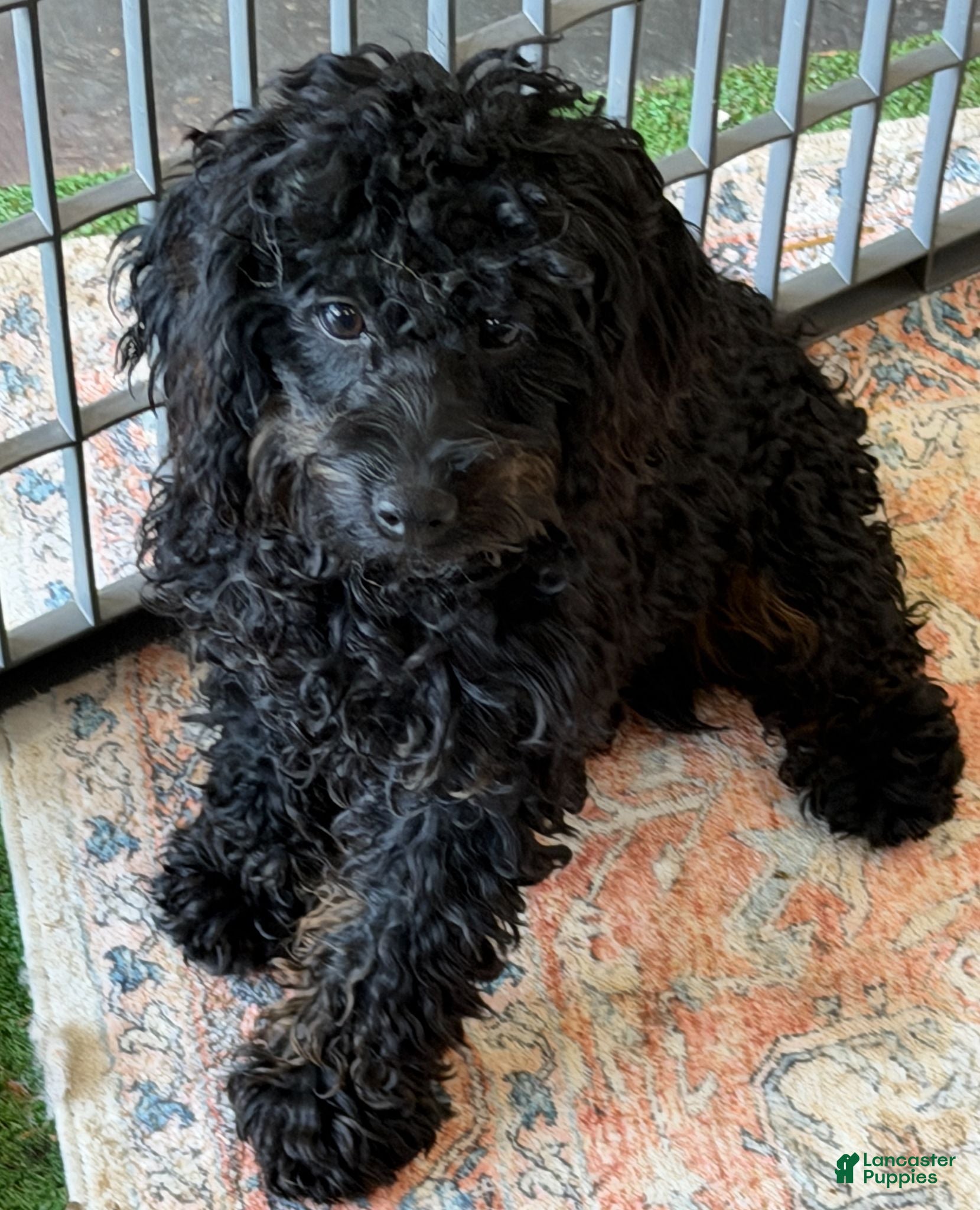 Cockapoo dogs Rocky - Ad 24