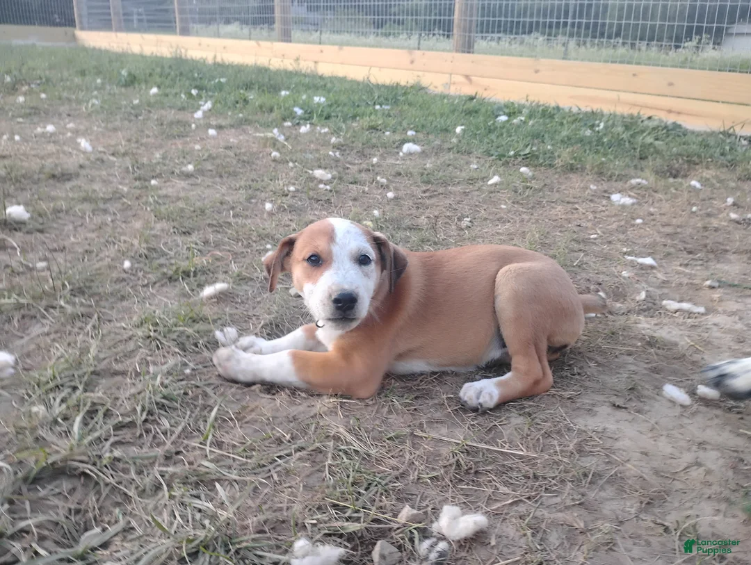 Mixed Breed dogs for sale: Patch - Ad 2