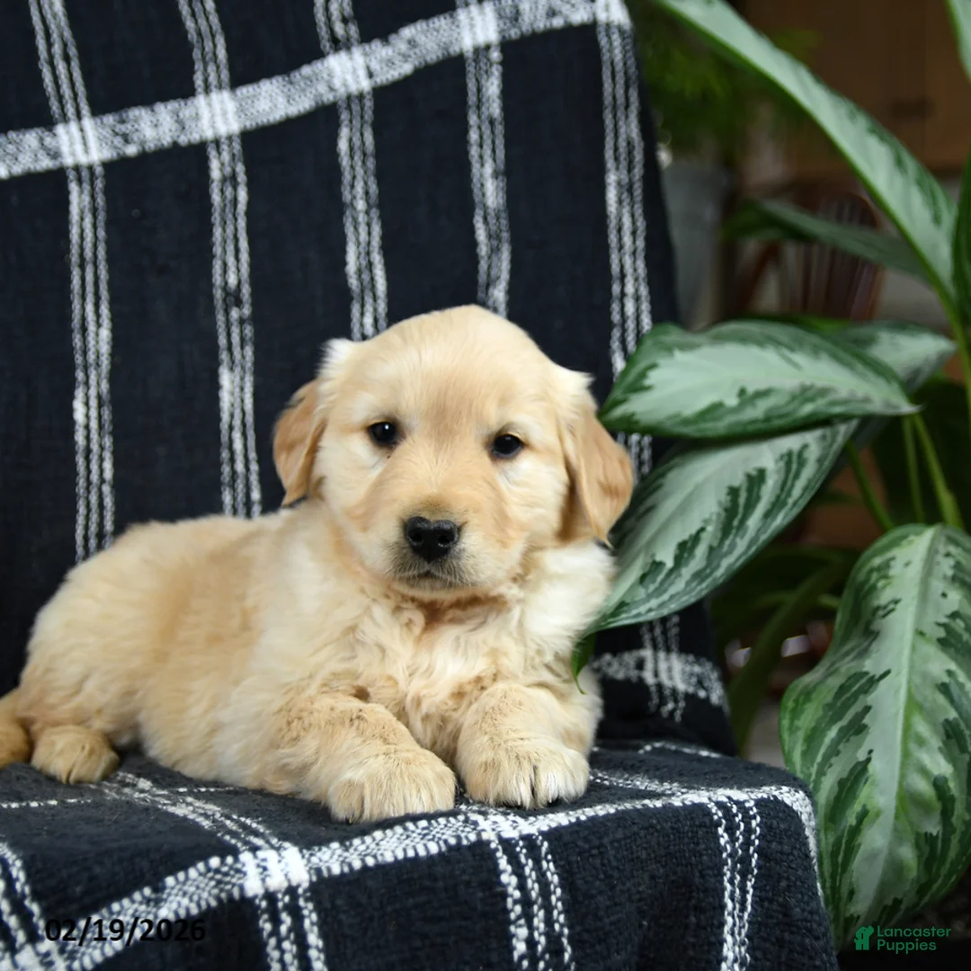 Golden Retriever dogs for sale: Petal - Ad 2
