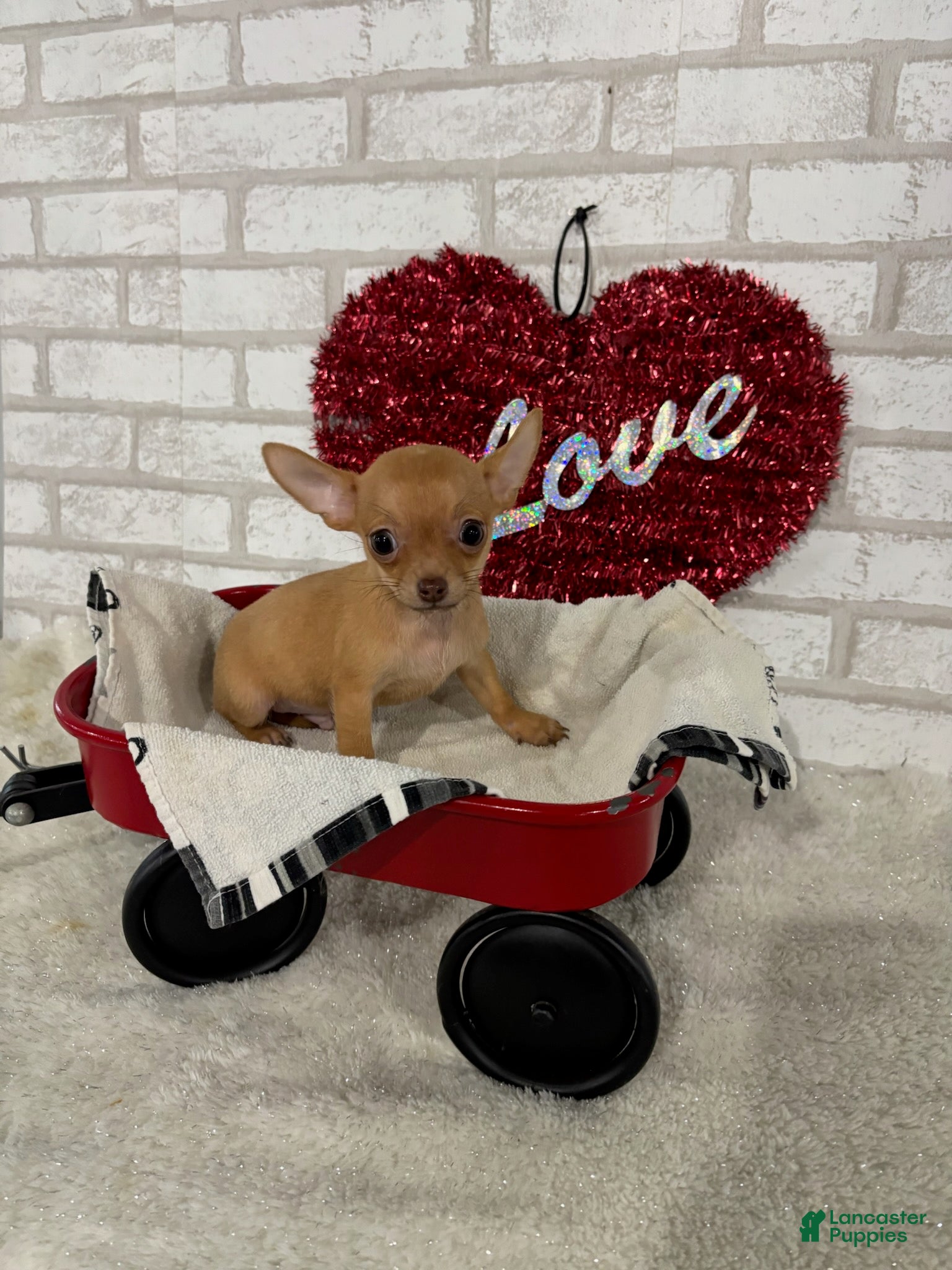 Chihuahua dogs Trixie - Ad 1